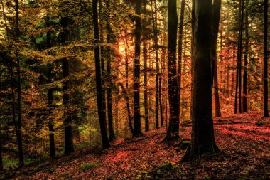 Muhteşem sonbahar ormanı.