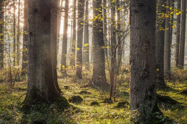 Güzel sonbahar orman