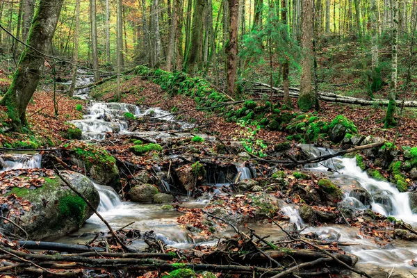 Herfst bos creek — Stockfoto