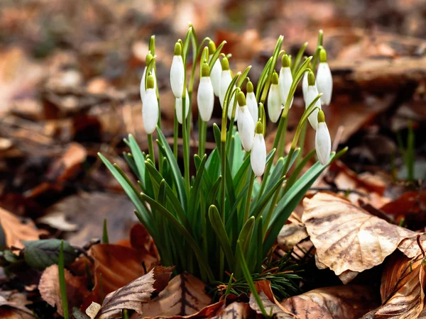 Gemensamma snöflinga — Stockfoto