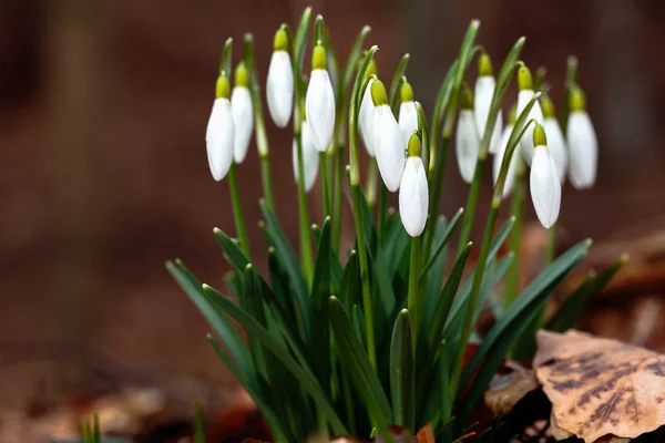 Common Snowflake — Stock Photo, Image