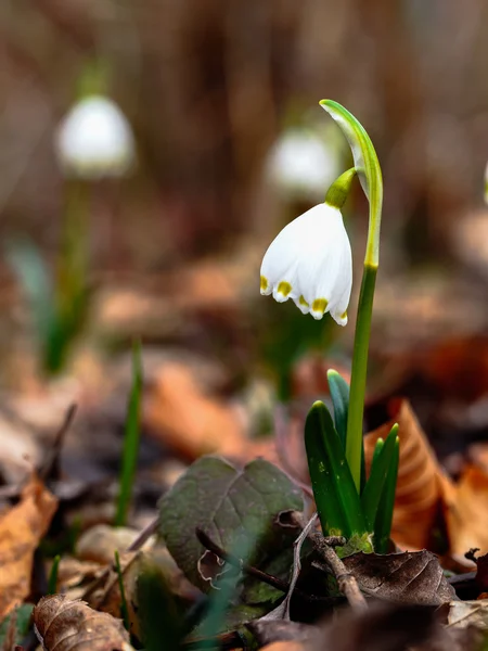 Common Snowflake — Stock Photo, Image