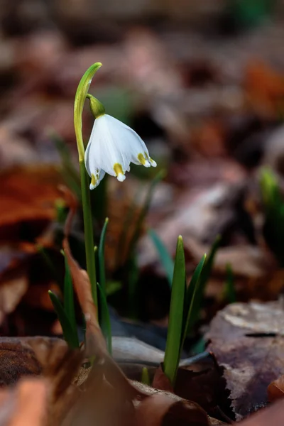 Gemensamma snöflinga — Stockfoto