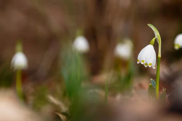 Gemensamma snöflinga — Stockfoto