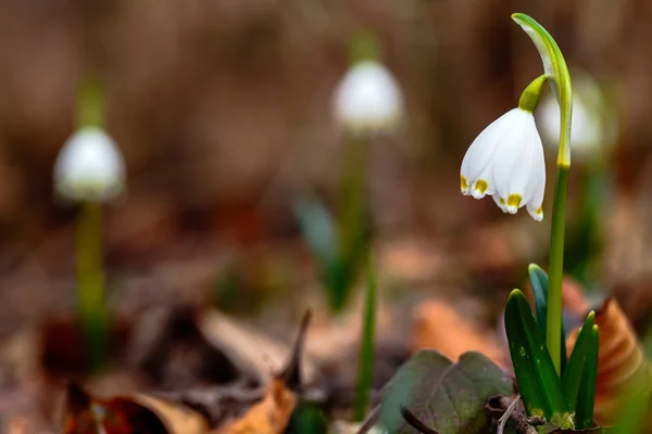 Gemensamma snöflinga — Stockfoto