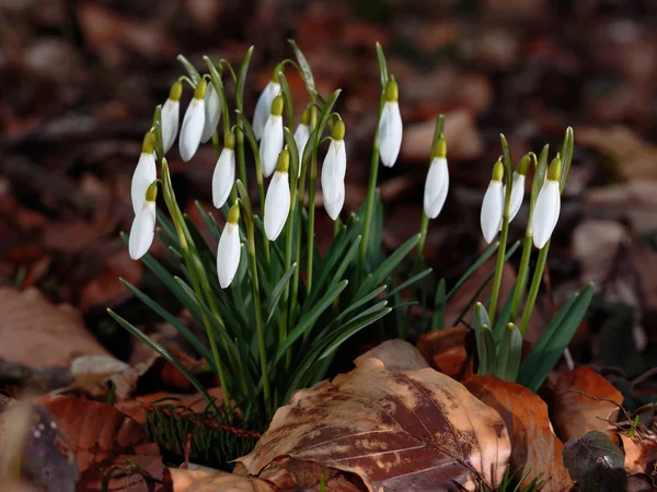 Gemensamma snöflinga — Stockfoto