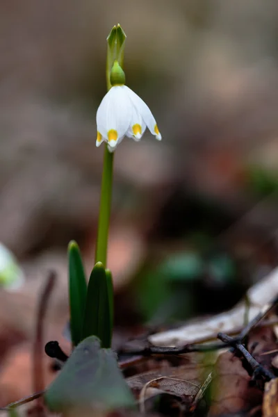 Gemensamma snöflinga — Stockfoto