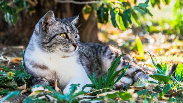 在意大利的猫 — 图库照片