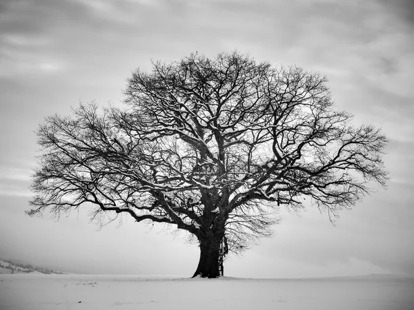 Albero invernale solitario — Foto Stock