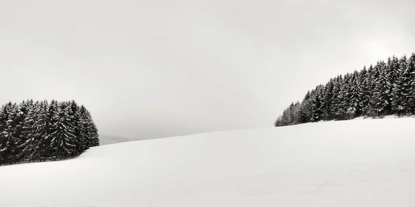 Foresta nera invernale — Foto Stock