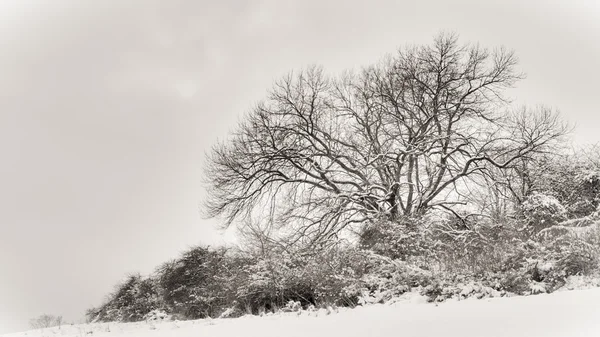 Albero invernale solitario — Foto Stock