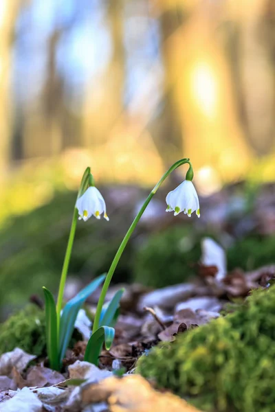 Snowflake Leucojum Flower — Stock Photo, Image