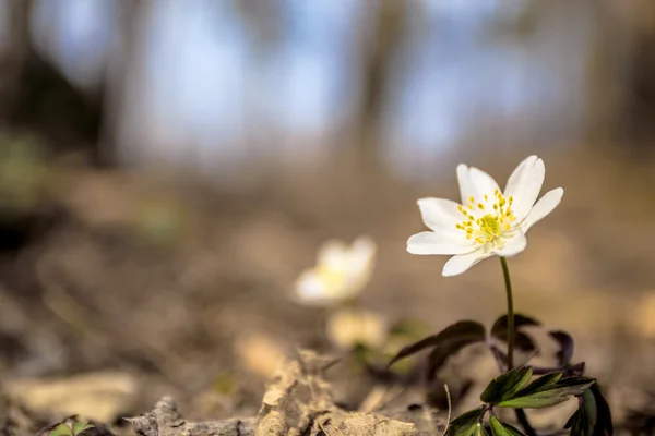 施瓦本春天的花朵 — 图库照片