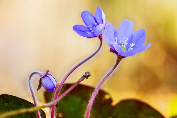 Fiore Liverwort — Foto Stock