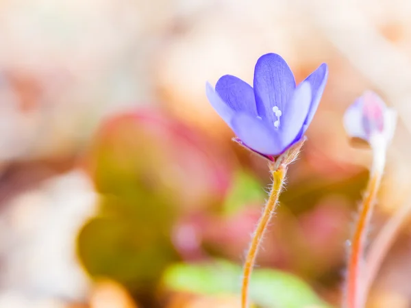 Fiore Liverwort — Foto Stock