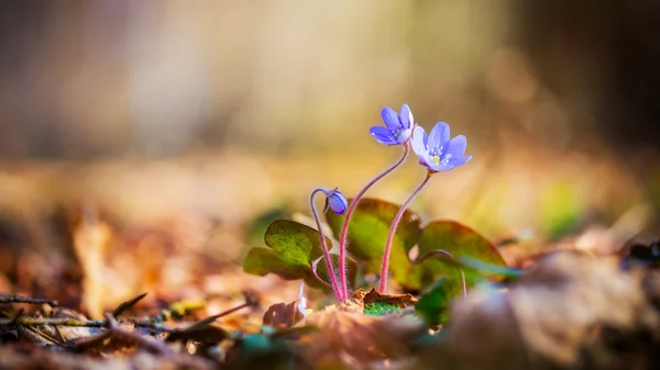 Flor de hepáticas — Fotografia de Stock