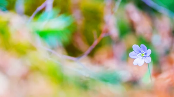 绿苔花 — 图库照片