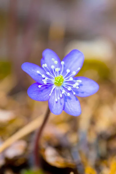 Liverwort Flower — Stock Photo, Image