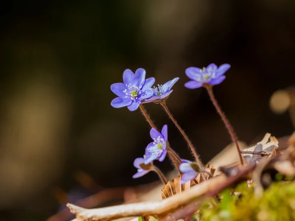 绿苔花 — 图库照片