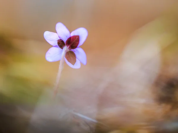 Flor de hepáticas — Fotografia de Stock