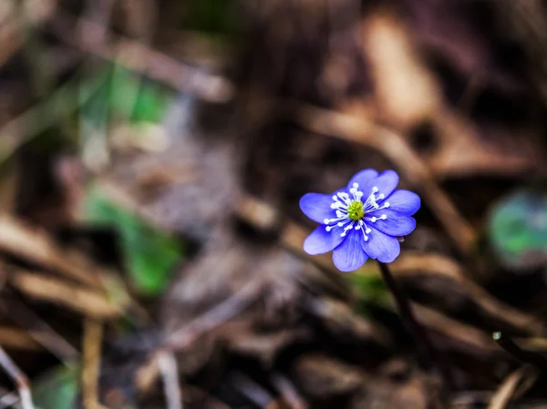 Leberblümchen — Stockfoto