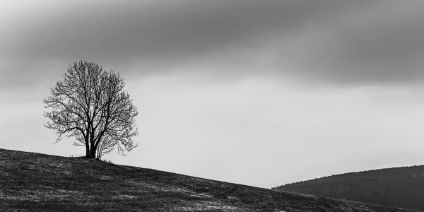 The Lonely Tree — Stock Photo, Image