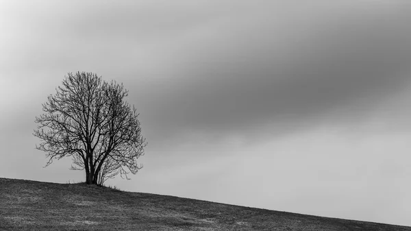 The Lonely Tree — Stock Photo, Image