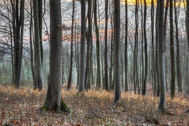 Bahar orman günbatımı