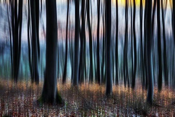 Atardecer del bosque primavera — Foto de Stock