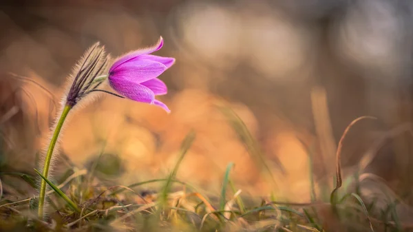 Pulsatilla bloem — Stockfoto