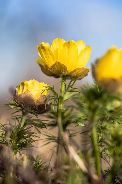 Adonis vernalis. Falešné Čemeřice — Stock fotografie