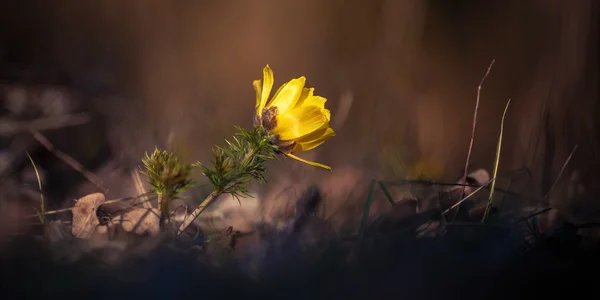 Adonis vernalis. Yanlış Karaca ot — Stok fotoğraf