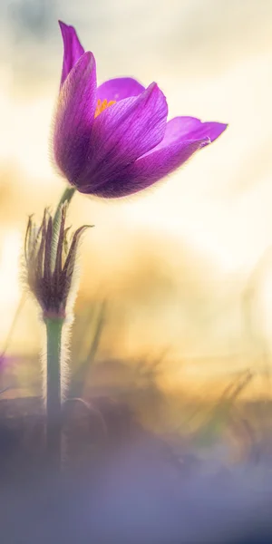 Pasque Flower — Stock Photo, Image