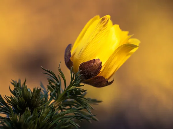 Adonis vernalis. False Hellebore — Stock Photo, Image