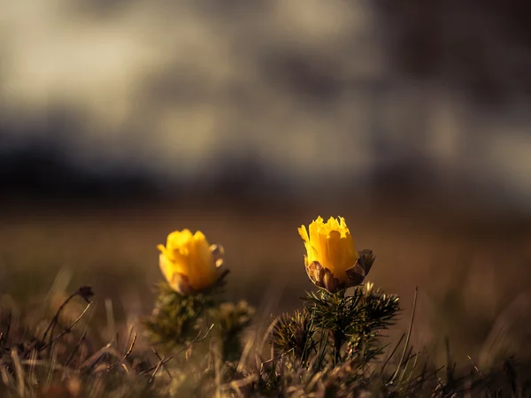 Adonis vernalis. Yanlış Karaca ot — Stok fotoğraf