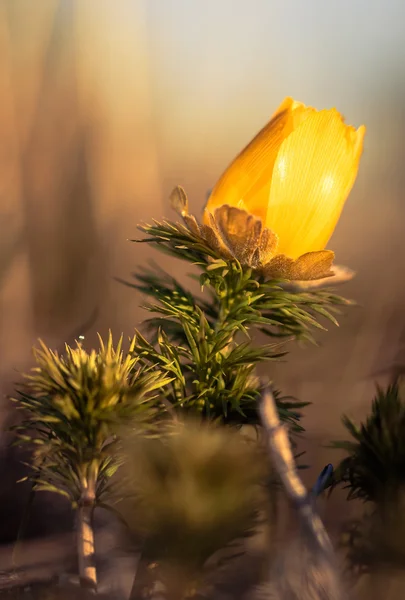 Voorjaarsadonis. Valse Nieskruid — Stockfoto