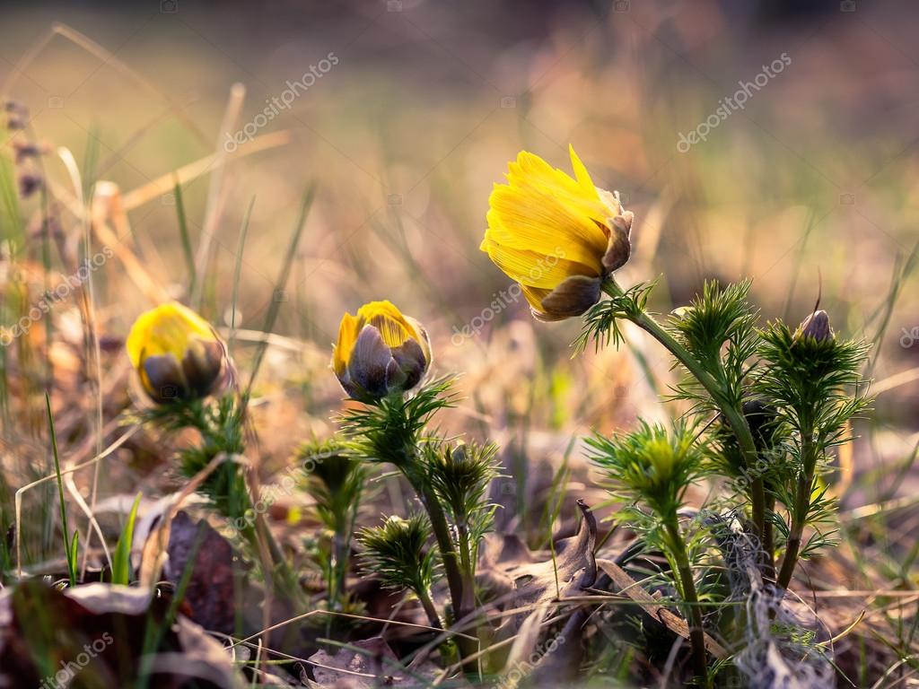 Ailenin Adonis çiçekleri Ailenin Adonis çiçekleri