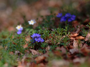 Mavi bahar çiçekleri