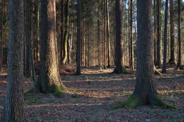 Mart ayı başlarında orman günbatımı