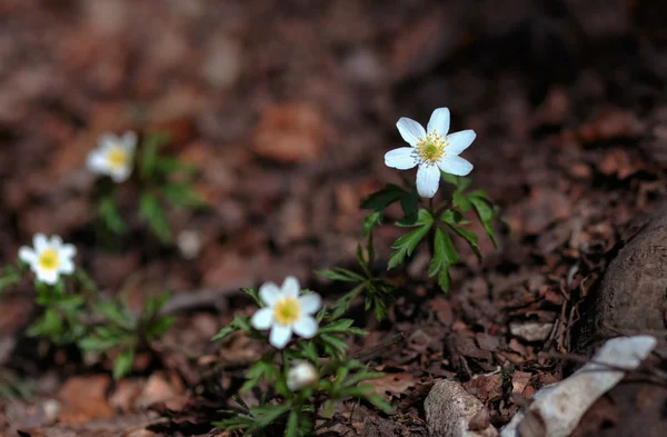 Weiße Frühlingsblumen — Stockfoto