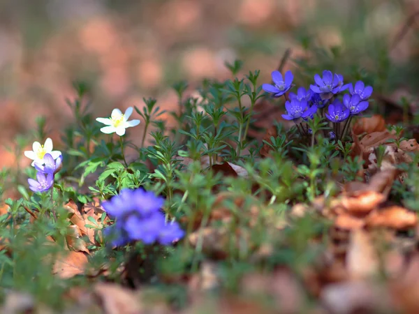 青い春の花 — ストック写真