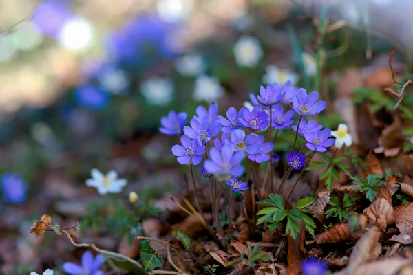 Flores azules de primavera —  Fotos de Stock