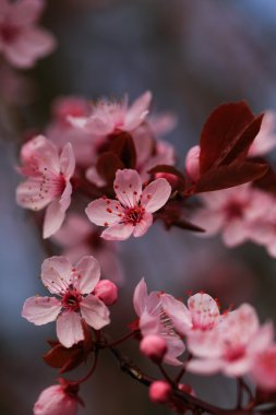 çiçeklenme ilkbahar