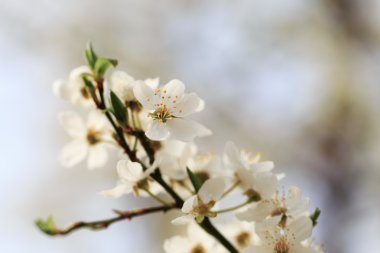 çiçeklenme ilkbahar