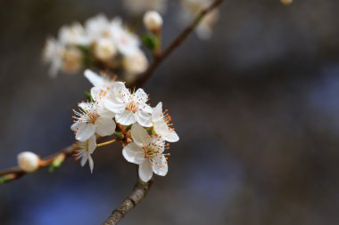 çiçeklenme ilkbahar