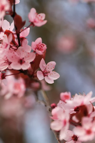 Primavera florescente — Fotografia de Stock