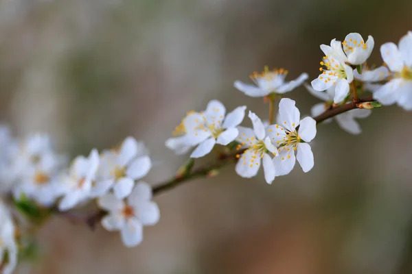 Primavera florescente — Fotografia de Stock