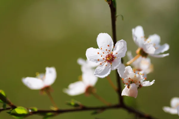 Çiçeklenme ilkbahar — Stok fotoğraf
