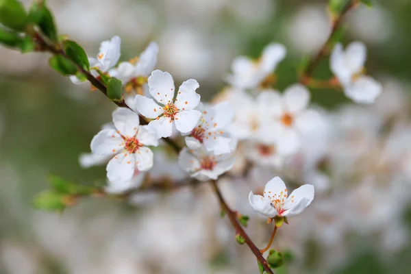 Primavera florescente — Fotografia de Stock