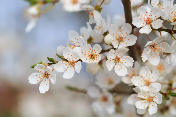 Çiçeklenme ilkbahar — Stok fotoğraf